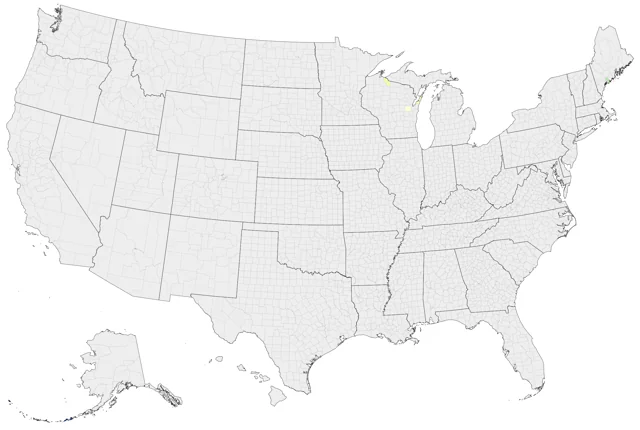 Eurasian Siskin county map