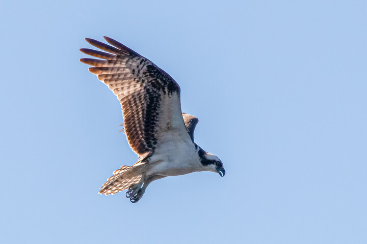 Osprey
