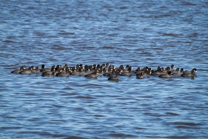 American Coot