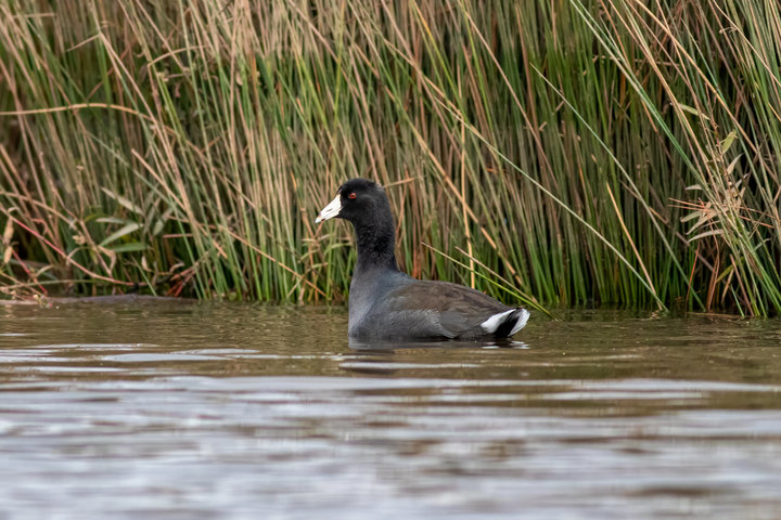 American Coot