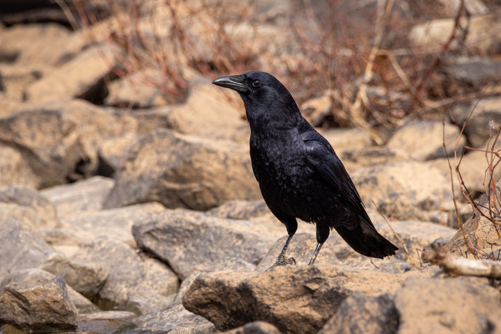 American Crow