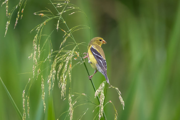 American Goldfinch