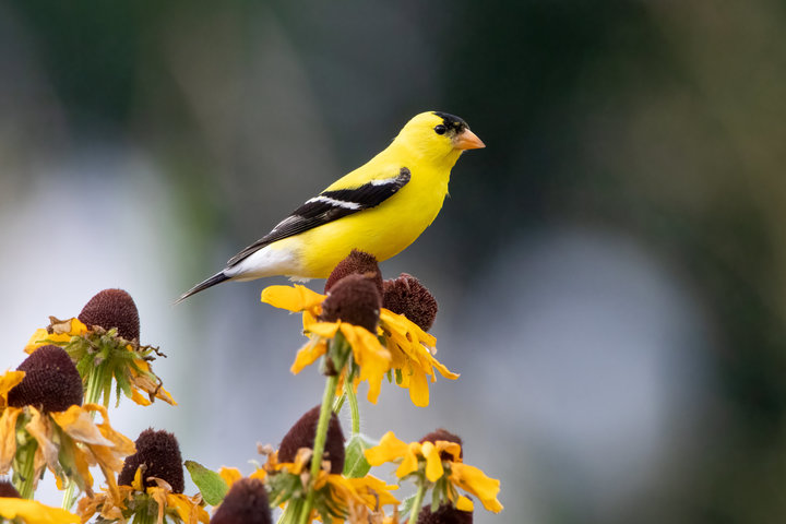 American Goldfinch