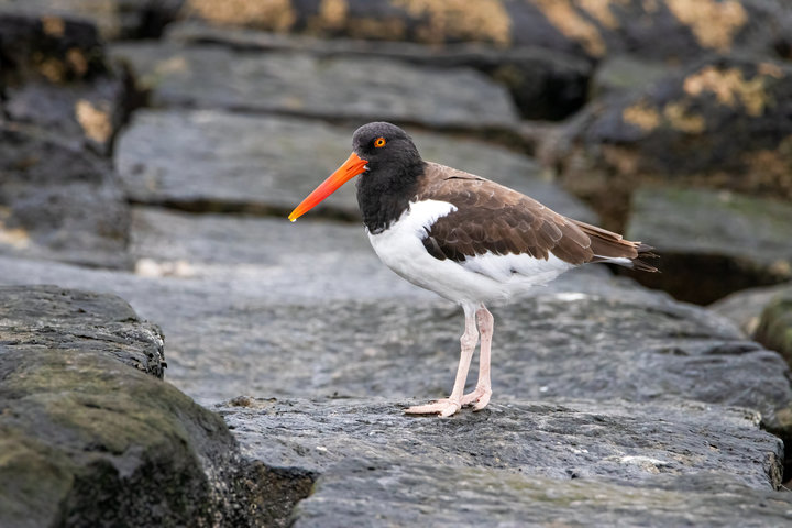 American Oystercatcher