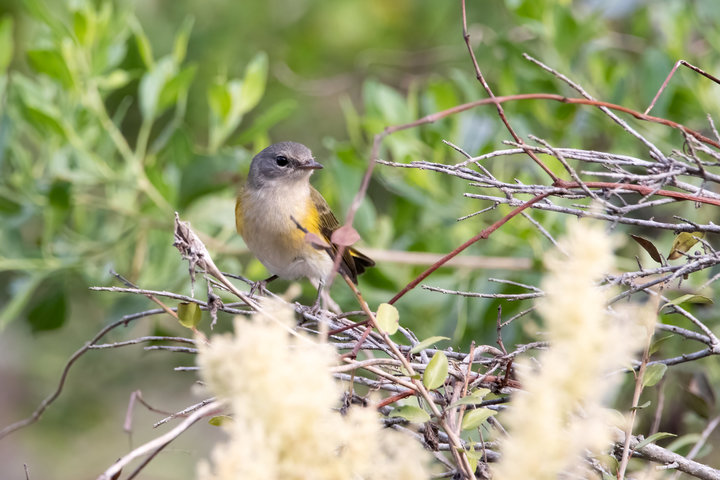 American Redstart