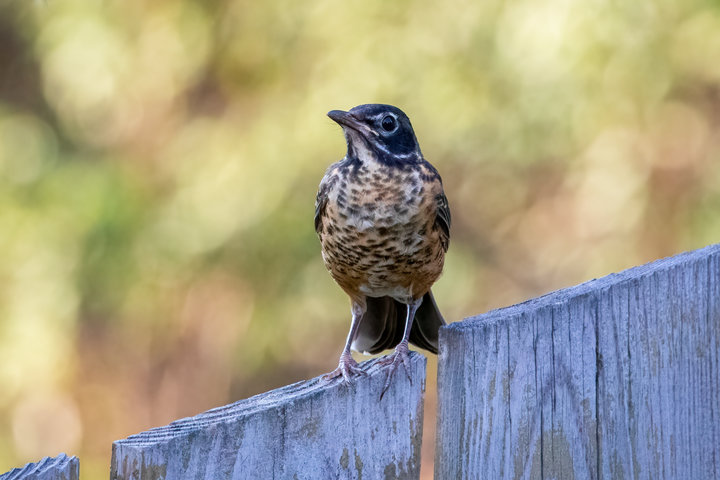 American Robin