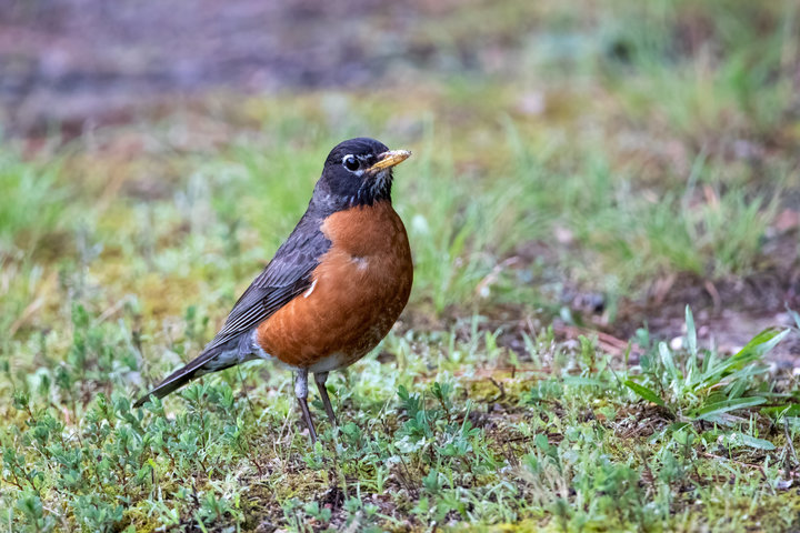 American Robin