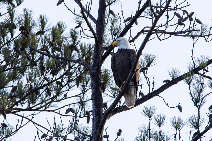 Bald Eagle