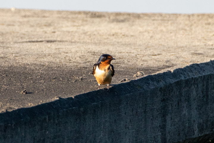 Barn Swallow