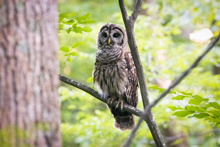 Barred Owl