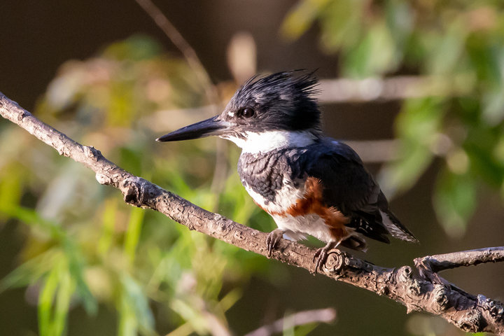 Belted Kingfisher