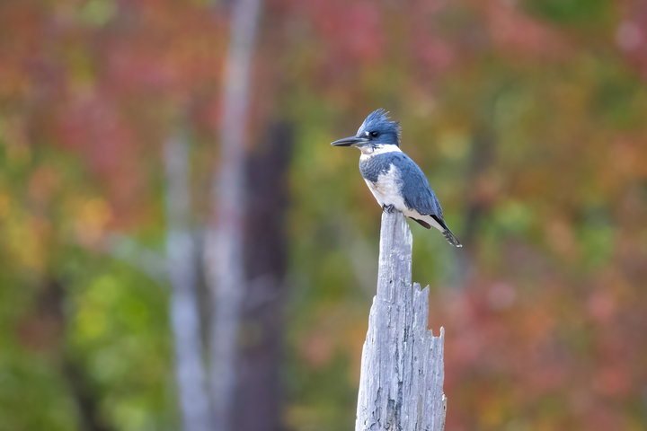 Belted Kingfisher