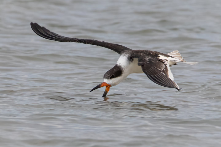 Black Skimmer