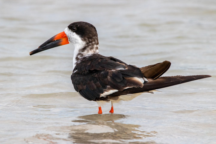 Black Skimmer