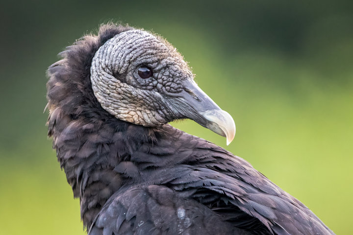 Black Vulture