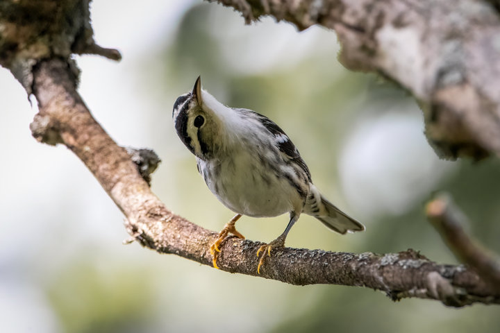 Black-and-white Warbler