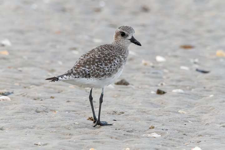 Black-bellied Plover