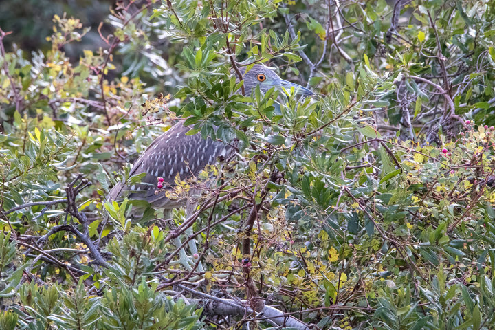 Black-crowned Night-Heron