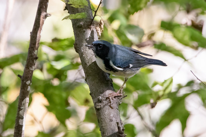 Black-throated Blue Warbler