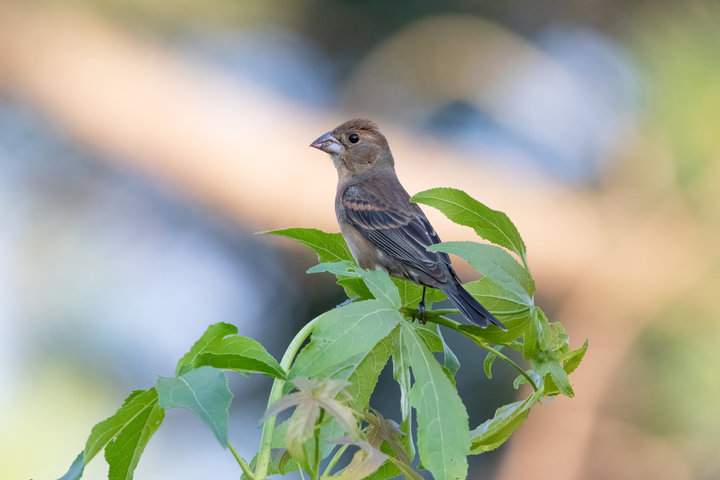 Blue Grosbeak