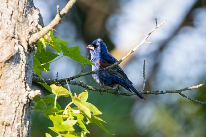 Blue Grosbeak