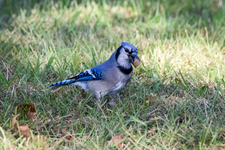 Blue Jay