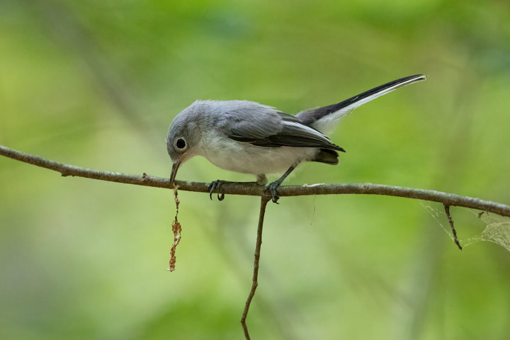 Blue-gray Gnatcatcher