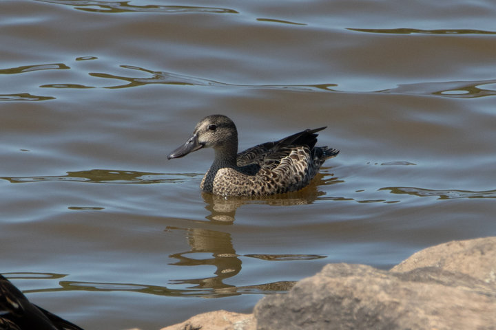 Blue-winged Teal