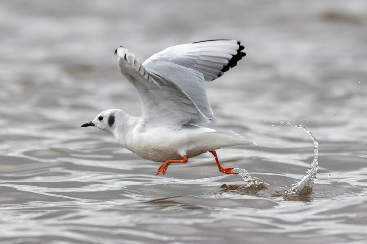 Bonaparte's Gull