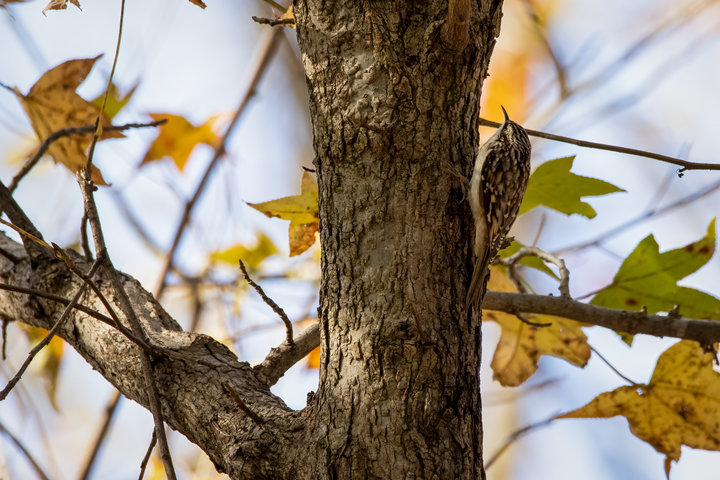 Brown Creeper