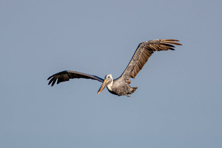 Brown Pelican