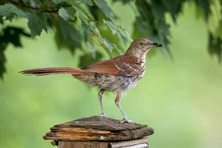 Brown Thrasher