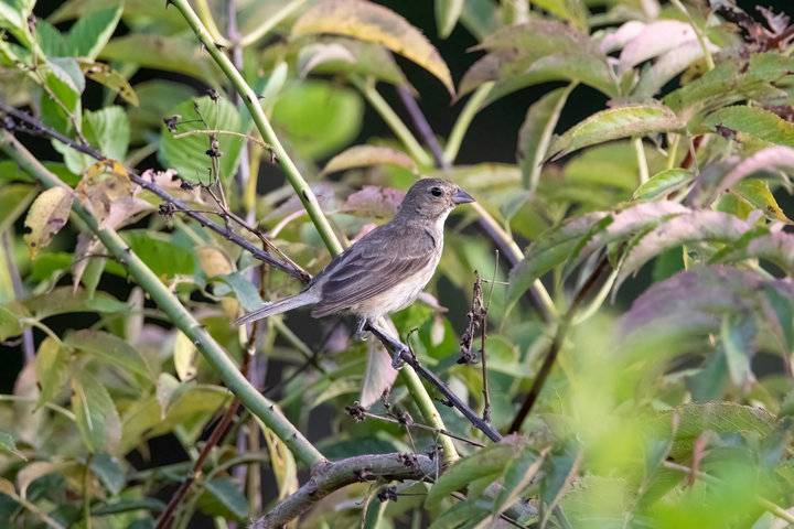 Brown-headed Cowbird