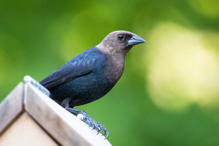 Brown-headed Cowbird