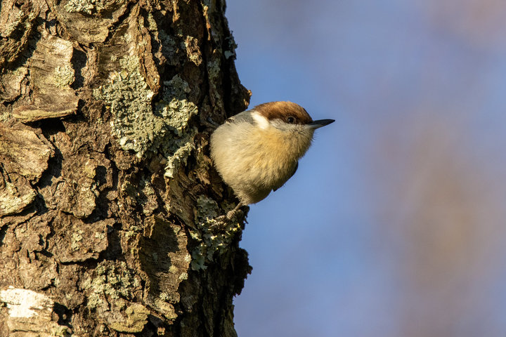 Brown-headed Nuthatch