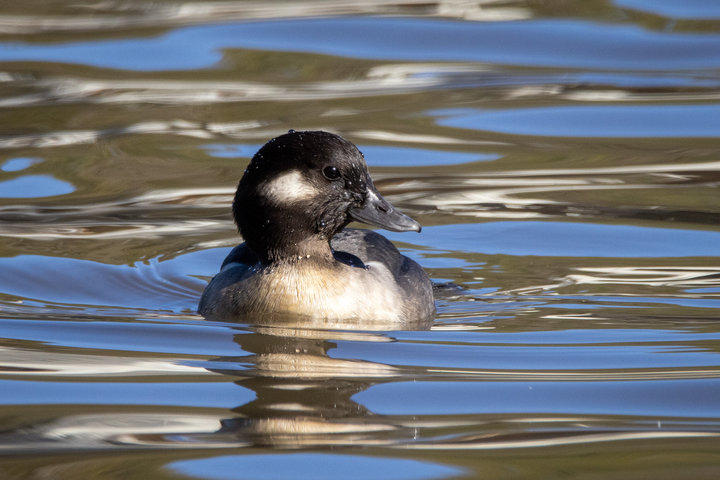 Bufflehead