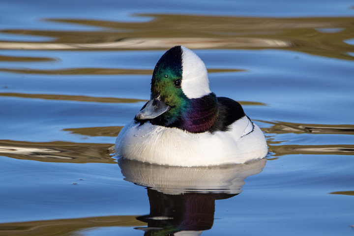 Bufflehead