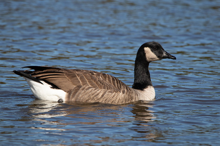 Canada Goose