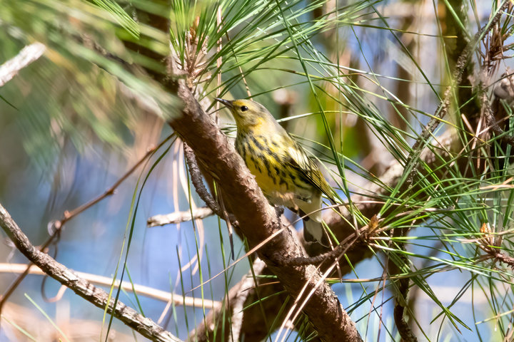 Cape May Warbler