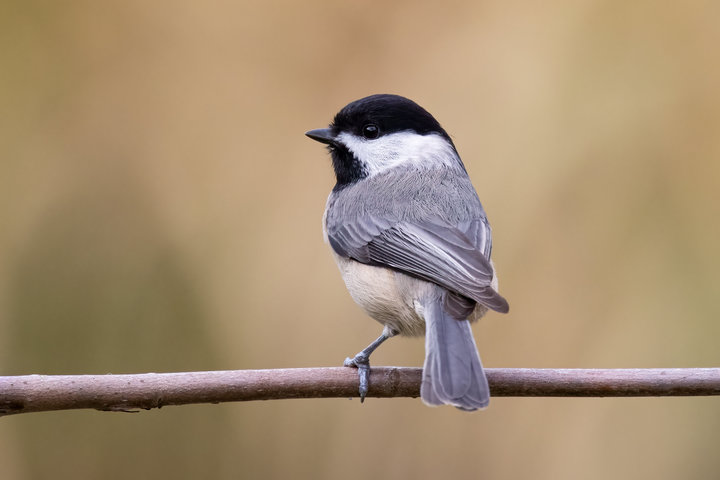 Carolina Chickadee