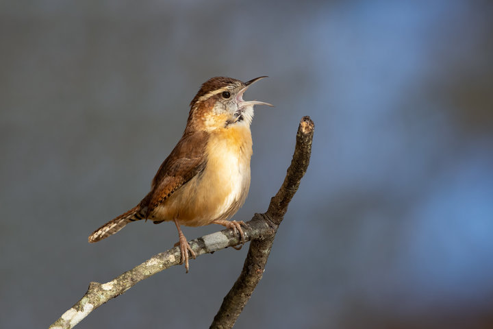 Carolina Wren