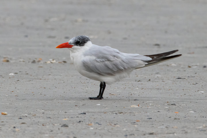 Caspian Tern