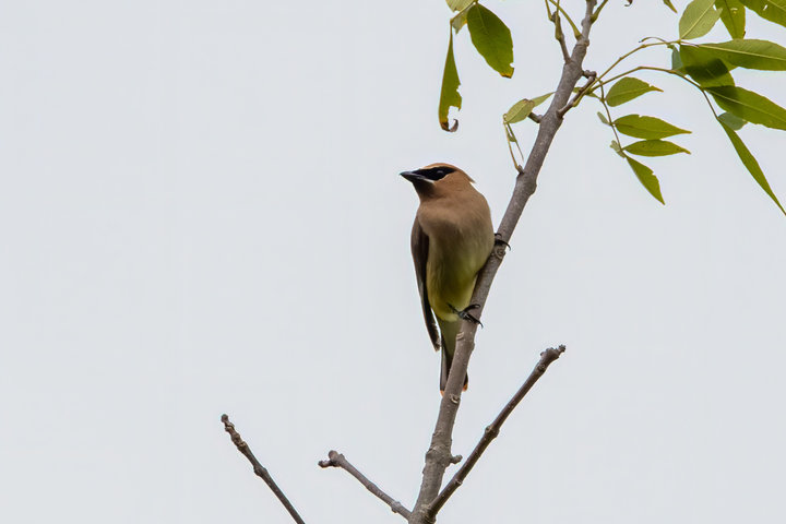 Cedar Waxwing