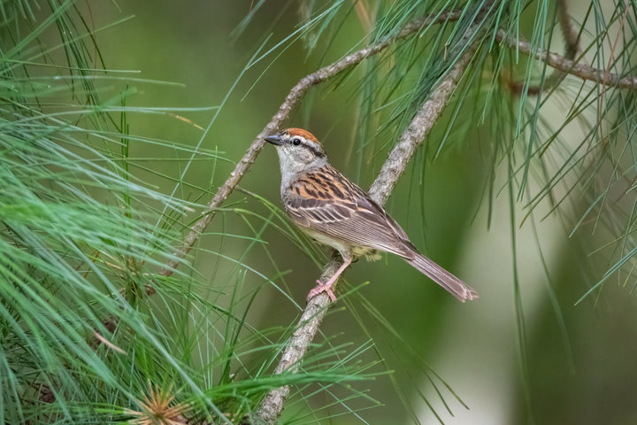 Chipping Sparrow