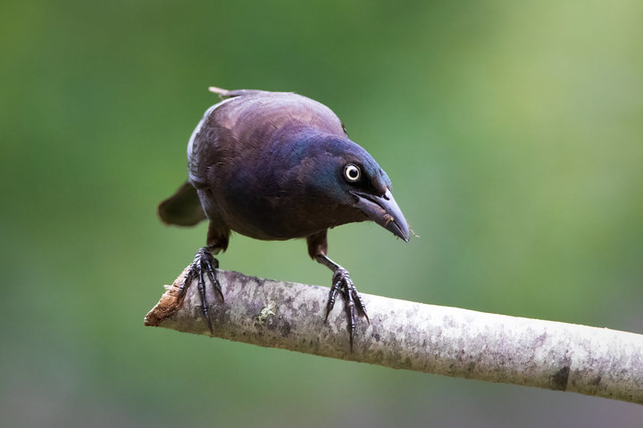 Common Grackle