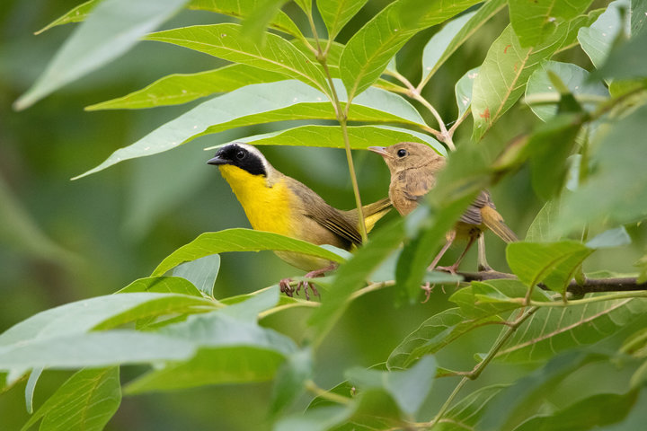 Common Yellowthroat