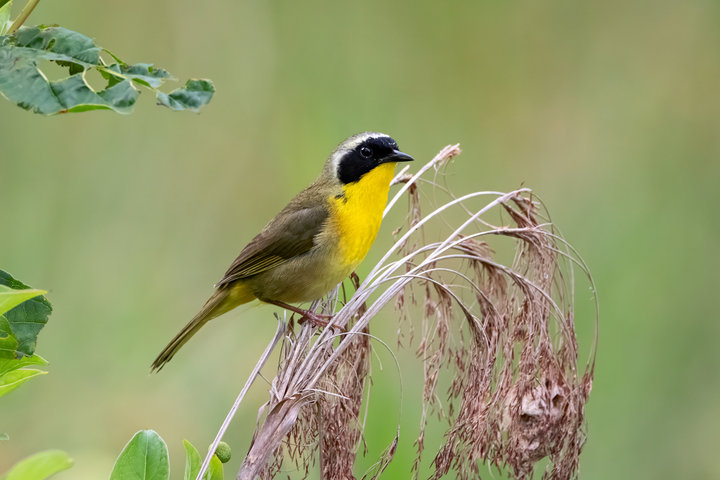 Common Yellowthroat