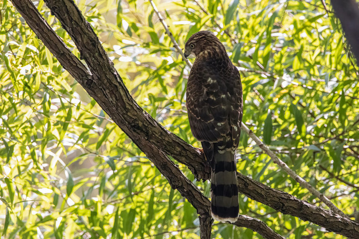 Cooper's Hawk