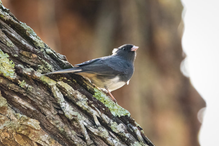 Dark-eyed Junco