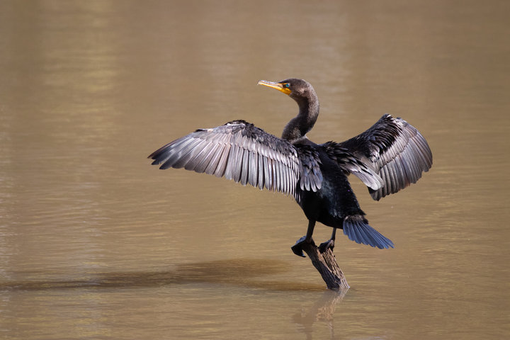 Double-crested Cormorant